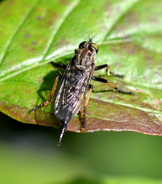 Asilidae:Neoitamus sp. femmina